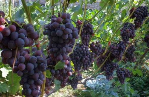 Сода, как удобрение в огороде. Пищевая сода: применение на огороде и в саду 02