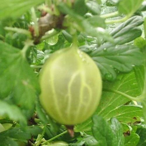 Лучшие сорта крыжовника 2019. Лучшие сорта крыжовника для выращивания в Подмосковье