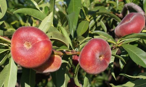 Персик колоновидный посадка и уход. Правила ухода за колоновидными персиками 10