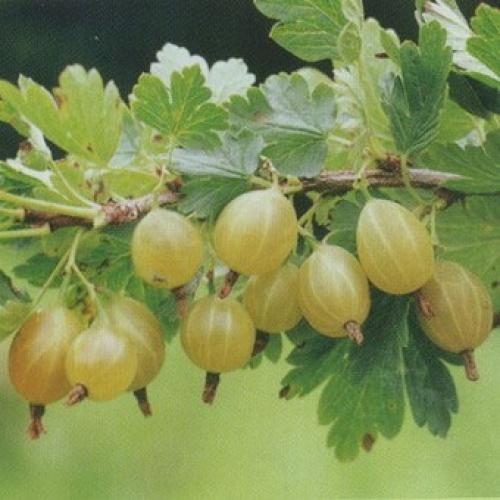 Лучшие сорта крыжовника 2019. Лучшие сорта крыжовника для выращивания в Подмосковье