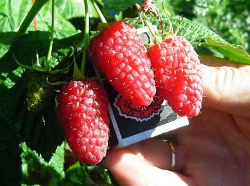 Как определить малина ремонтантная или нет. Отличительные свойства ремонтантной малины 17 Как определить малина ремонтантная или нет. Отличительные свойства ремонтантной малины 17