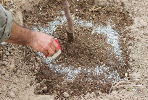 Подкормка груши осенью удобрениями. Для чего нужна осенняя подкормка яблони 07