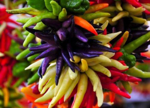 Декоративный перец в горшке. Необходимые агротехнические условия 03