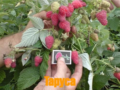 Штамбовая малина богатырь. Популярные сорта штамбовой малины