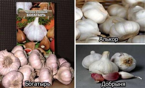 Урожайность чеснока любаша с 1 га. Чеснок Любаша: агротехника выращивания и ухода за сортом, урожайность культуры с 1 га