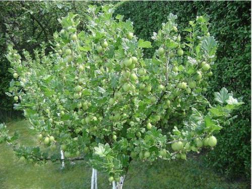 Что любит крыжовник. Секреты выращивания крупного крыжовника на своем участке