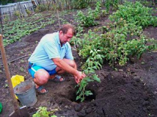 Где лучше сажать крыжовник в тени или на солнце. Когда и как сажать?