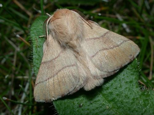 Паутина на деревьях осенью. Источник паутины и признаки повреждения яблони
