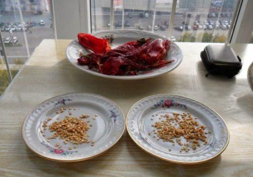 Декоративный перец в горшке. Необходимые агротехнические условия 01