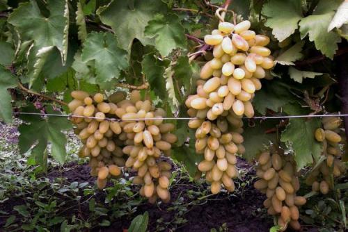 Обрезка деревьев и винограда. Обрезка винограда для начинающих: как не допустить ошибок