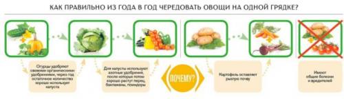 Соседство на огороде таблица. Определяем оптимальное соседство овощей на грядках — таблицы и правила севооборота