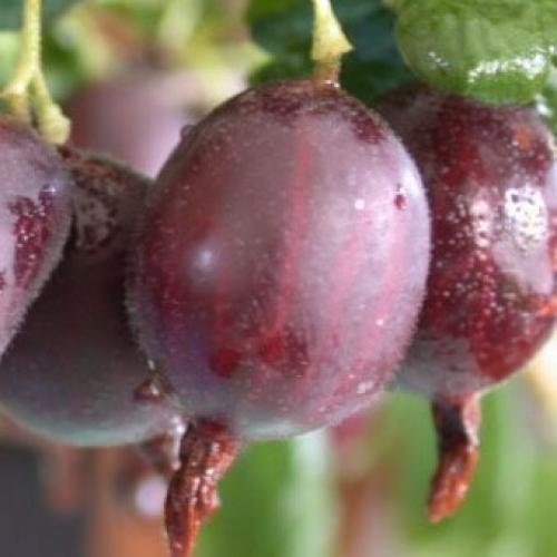 Лучшие сорта крыжовника 2019. Лучшие сорта крыжовника для выращивания в Подмосковье