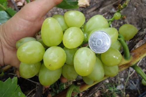 Обрезка деревьев и винограда. Обрезка винограда для начинающих: как не допустить ошибок