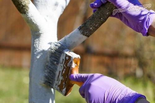 Уход за садом поздней осенью. Уход за садом осенью: основные правила и рекомендации