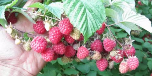 Штамбовая малина глен ампл. Описание