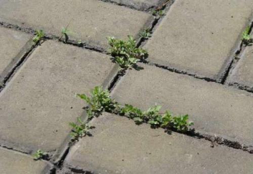 Сода, как удобрение в огороде. Пищевая сода: применение на огороде и в саду 07