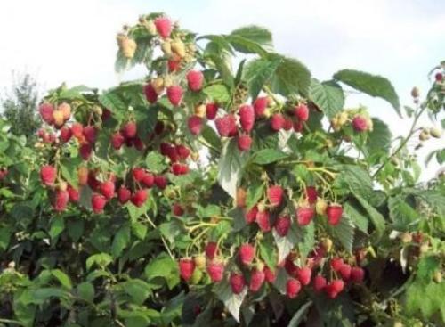 Как узнать сорт малины. Выбор малины для сада