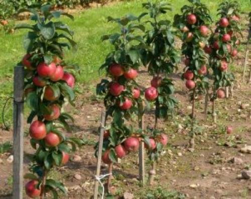 Что делать с яблонями в октябре. Советы и вопросы 11