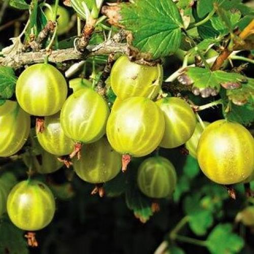 Лучшие сорта крыжовника 2019. Лучшие сорта крыжовника для выращивания в Подмосковье