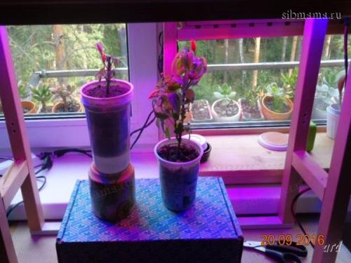 Декоративный перец в горшке. Необходимые агротехнические условия 04