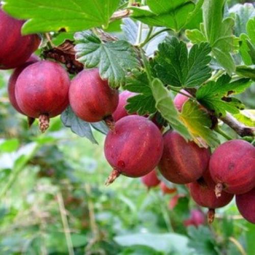 Лучшие сорта крыжовника 2019. Лучшие сорта крыжовника для выращивания в Подмосковье