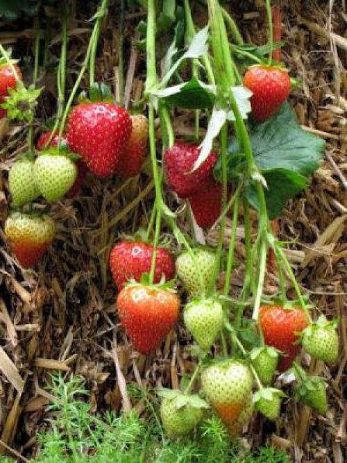 Как готовить к зиме кусты клубники. Когда начинать подготовку к зиме по регионам 06