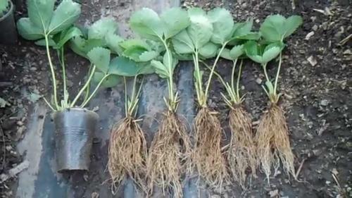 Чем подкормить клубнику осенью. Почему нужно удобрять клубнику осенью