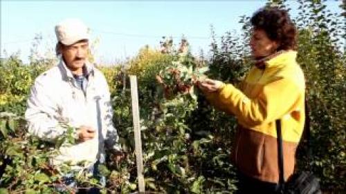 Малина Ремонтантная Сорта Обсуждение