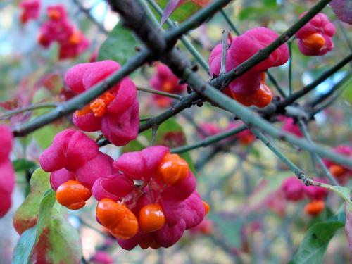 Что посадить в тени забора форум. 5 лучших растений для посадки с уличной стороны забора