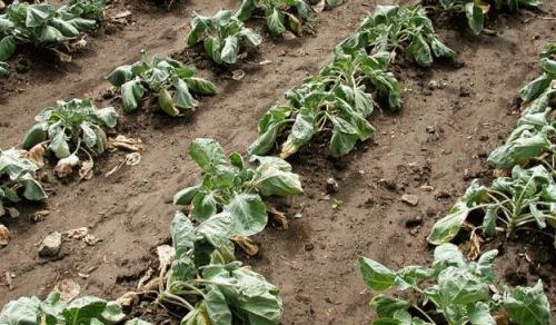 Народное средство от гусеницы на капусте. Народные способы 04