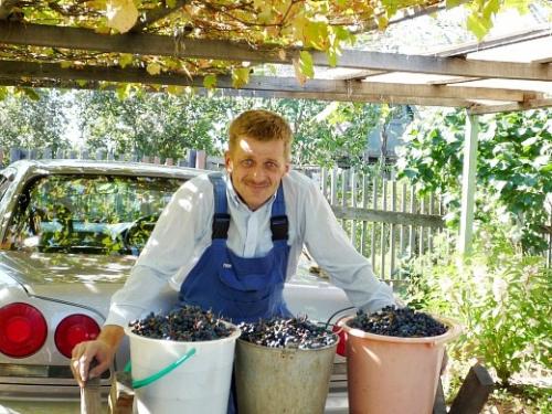 Посадка дальневосточного винограда. Навигация по записям