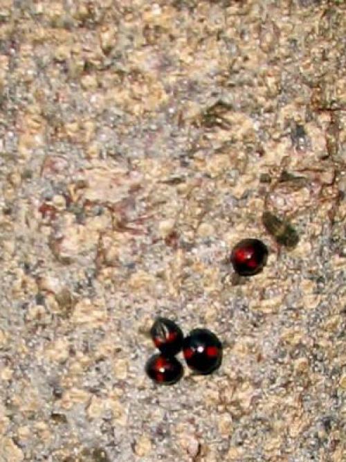 Вишня войлочная болезни и лечение. Монилиоз войлочной вишни 11 Вишня войлочная болезни и лечение. Монилиоз войлочной вишни 11