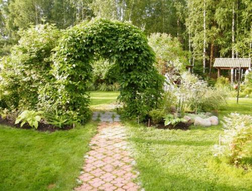 Каркас для девичьего винограда. Девичий виноград в ландшафтном дизайне: инструмент, дарованный природой