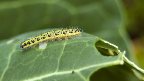 Что делать капусту едят гусеницы. Чтобы гусеницы не съели кочан капусты, воспользуйтесь полезным советом! 01 Что делать капусту едят гусеницы. Чтобы гусеницы не съели кочан капусты, воспользуйтесь полезным советом! 01