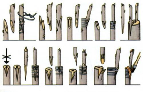 Прививка на войлочную вишню. Способы прививки