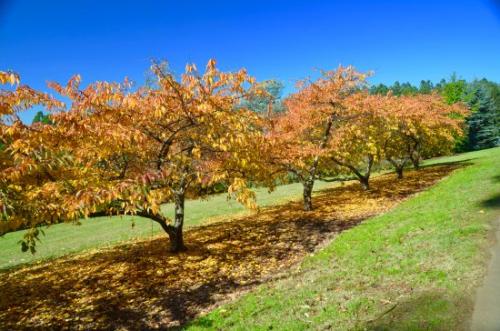Уход за вишней после сбора урожая. Как ухаживать за вишней осенью