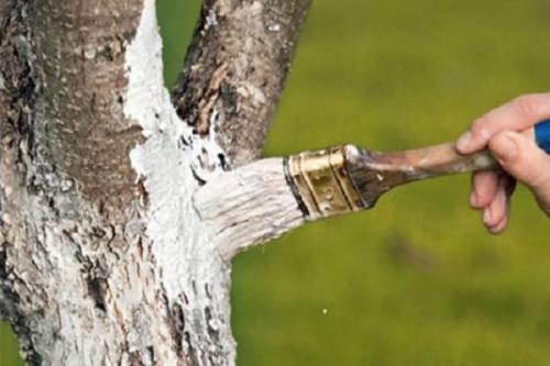 Когда белить яблони весной или осенью. Когда и чем лучше проводить побелку яблонь — весной, летом или осенью, используем мел и известь