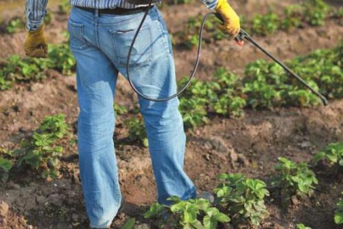 Чем обработать клубнику осенью после обрезки. Обработка клубники осенью