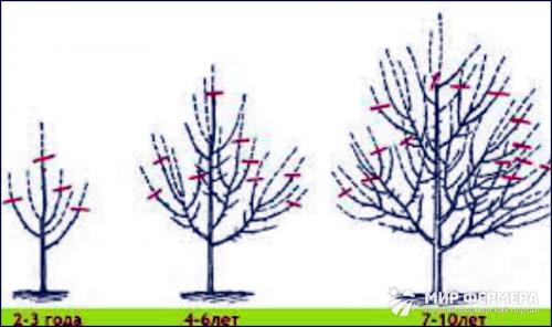 Осенние работы с яблонями. Уход за яблонями осенью: важные моменты 05 Осенние работы с яблонями. Уход за яблонями осенью: важные моменты 05