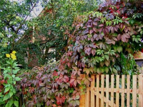 Каркас для девичьего винограда. Девичий виноград в ландшафтном дизайне: инструмент, дарованный природой