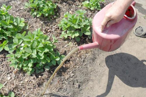 Чем обработать клубнику осенью после обрезки. Обработка клубники осенью