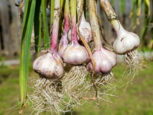 Как вырастить хороший урожай чеснока. Выращивание