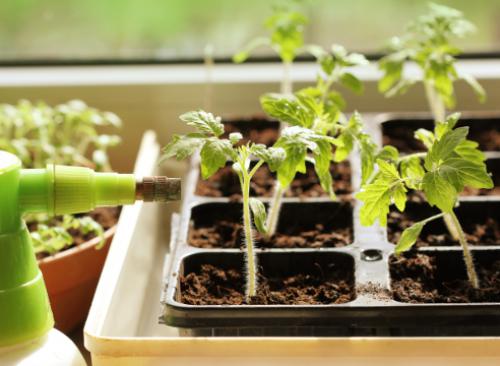 Почва для рассады томатов. Плодородная почва для рассады томатов