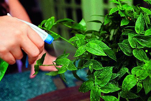 Шелуха подсолнечника, как удобрение. Полезные свойства лузги 16 Шелуха подсолнечника, как удобрение. Полезные свойства лузги 16