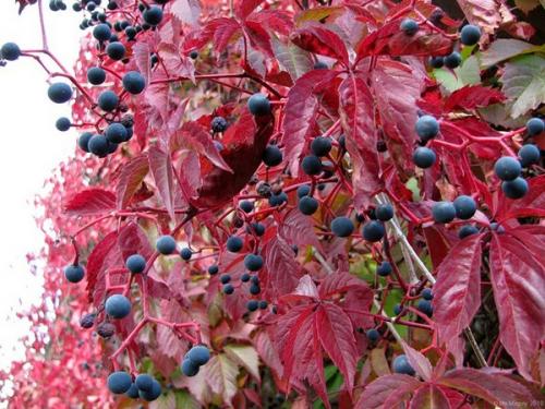 Каркас для девичьего винограда. Девичий виноград в ландшафтном дизайне: инструмент, дарованный природой
