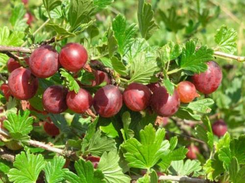 Сорта крыжовника для Урала лучшие. Лучшие сорта крыжовника для Урала
