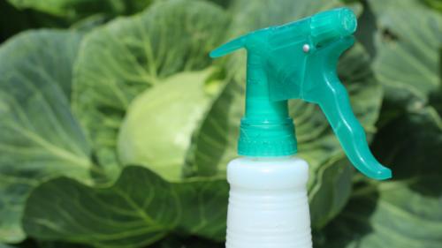 Что делать капусту едят гусеницы. Чтобы гусеницы не съели кочан капусты, воспользуйтесь полезным советом! 03 Что делать капусту едят гусеницы. Чтобы гусеницы не съели кочан капусты, воспользуйтесь полезным советом! 03