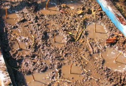 Как черенками размножить смородину летом. Проще простого: размножение черной смородины зелеными черенками 10