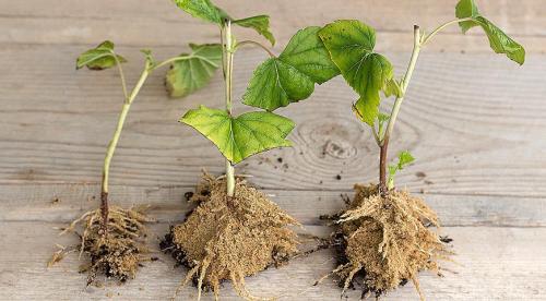 Как черенками размножить смородину летом. Проще простого: размножение черной смородины зелеными черенками 03