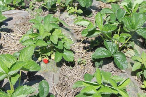Чем обработать клубнику осенью после обрезки. Обработка клубники осенью